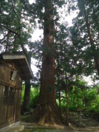穴原の大スギ
