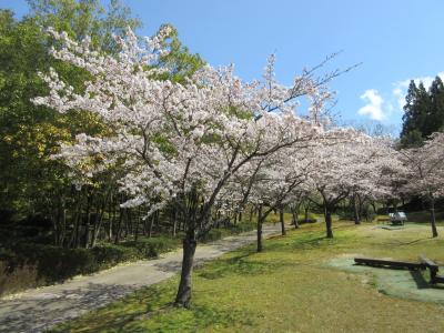 桜3