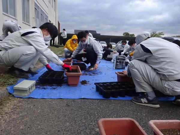 R3種まき