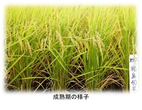 成熟期の様子