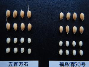 玄米比較