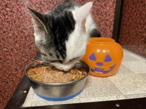 猫１