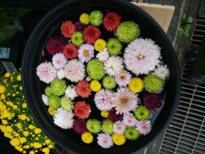 菊手水