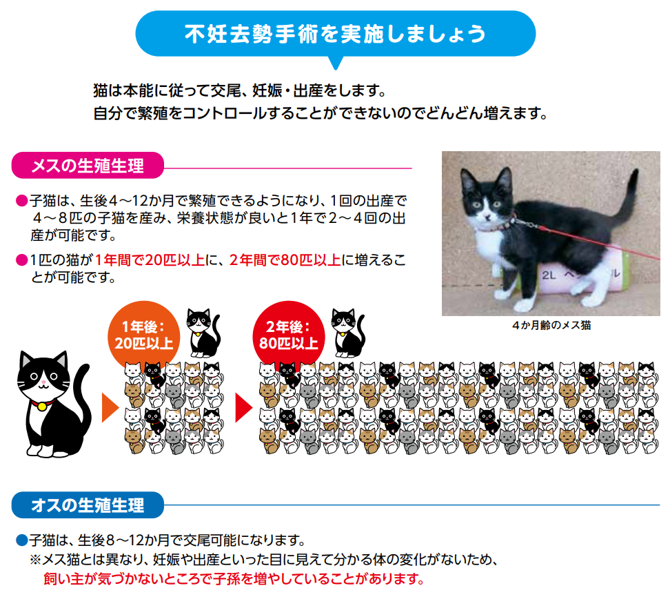 spay