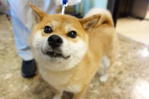 ぶい1