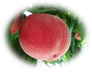 収穫直前の美味しそうな桃