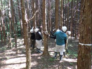 間伐（選木）実習1