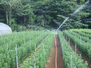 小ギクのスプリンクラー散水の様子
