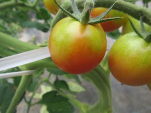 ミニトマトグリーンバック果