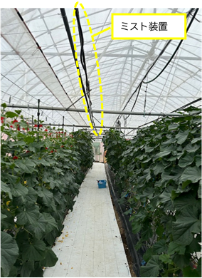 キュウリ ミスト+日射制御型遮光