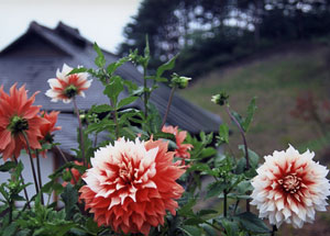 ダリア園