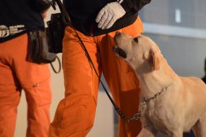 サーチドッグデモンストレーション