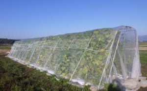 インゲン試験の様子