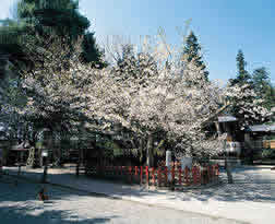 博墨桜