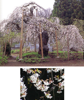 杉の糸桜