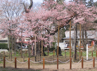 神代桜