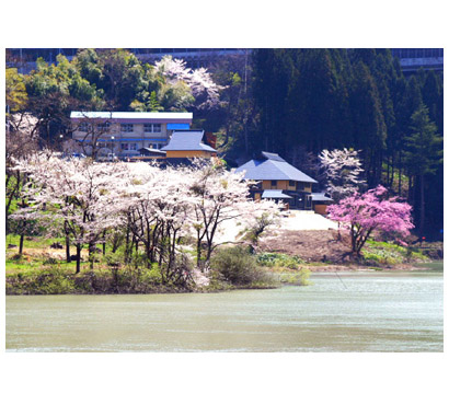 早戸温泉の桜