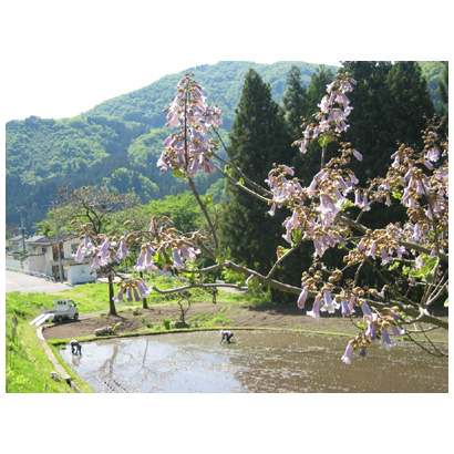 桐の花