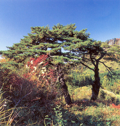 孫太郎松