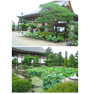 龍興寺の蓮池