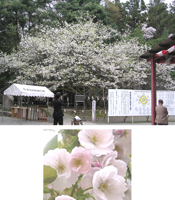 薄墨桜