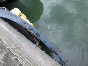 ホシガレイ放流(松川浦漁港)(2)