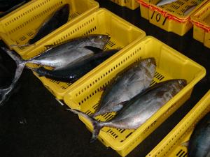 クロマグロ(メジマグロ)の写真