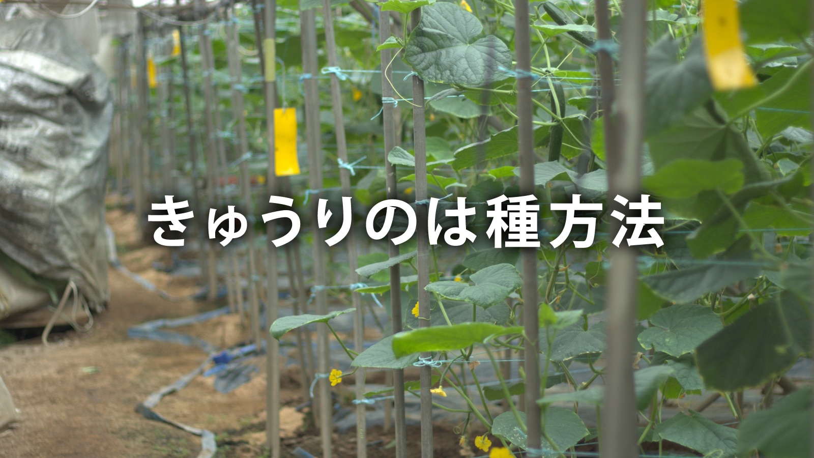 /w4/engeijin/ふくしま産きゅうり【は種編】