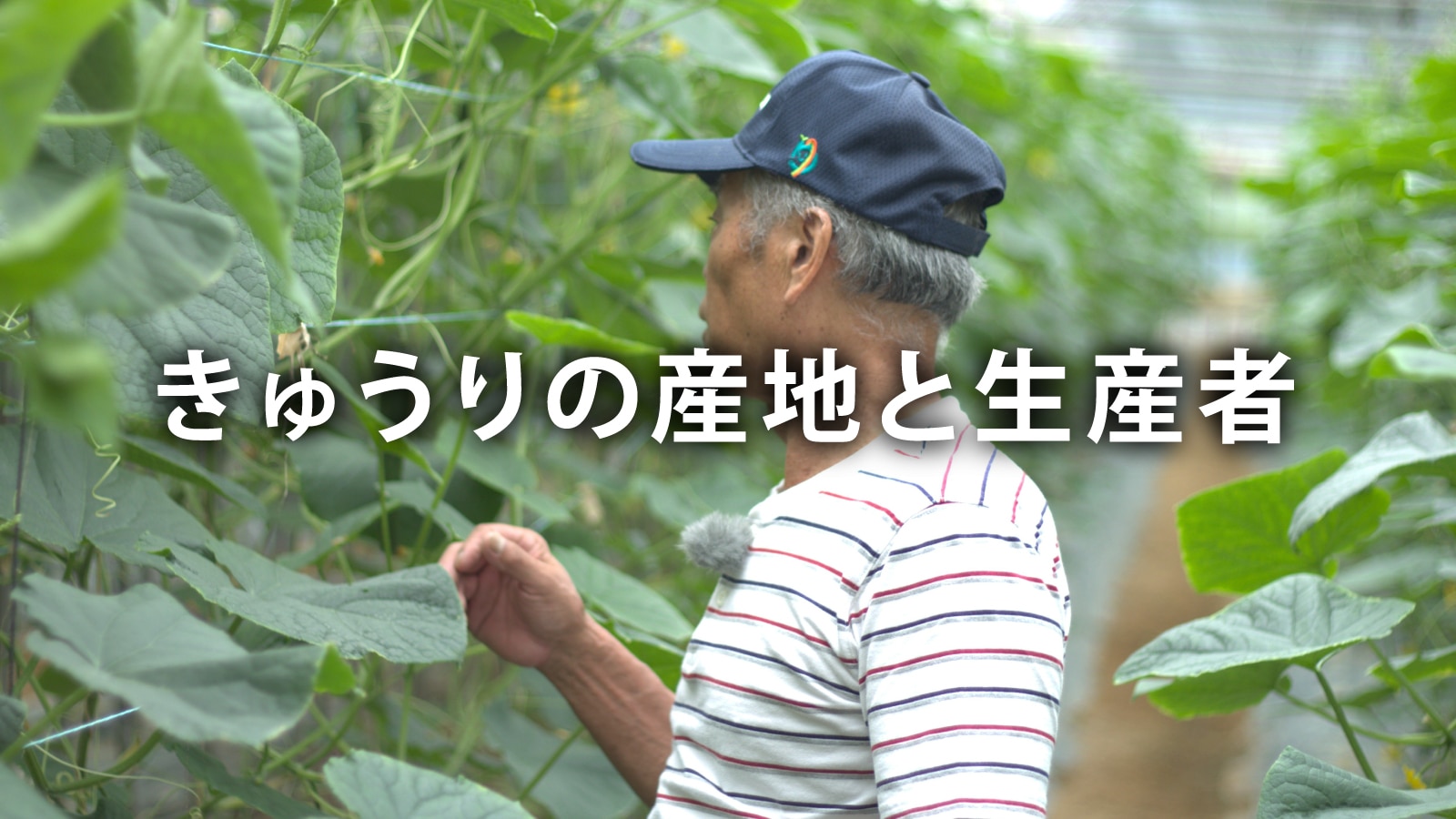 /w4/engeijin/ふくしま産きゅうりの産地と生産者