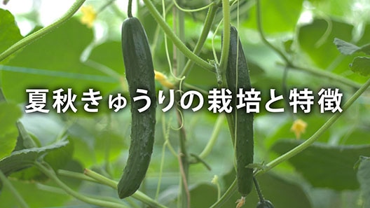 夏秋きゅうりの栽培と特徴