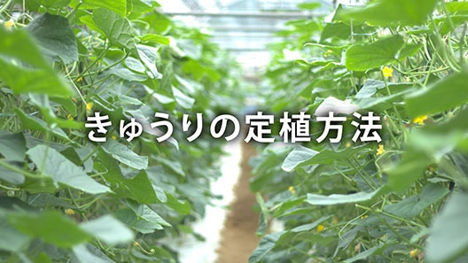 きゅうりの定植方法